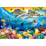 Dolphins in the Tropics