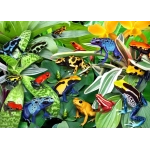 Fun Frogs