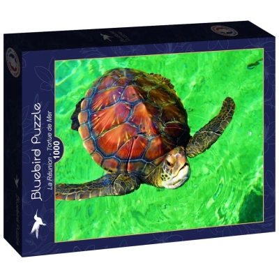 La Réunion - Tortue de Mer