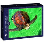 La Réunion - Tortue de Mer