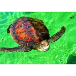 La Réunion - Tortue de Mer