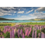 Lupinen am Tekapo-See