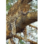Leopard auf dem Baum