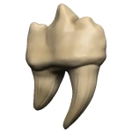 D&D Replicas of the Realms: Teeth of Dahlver-Nar Artifact