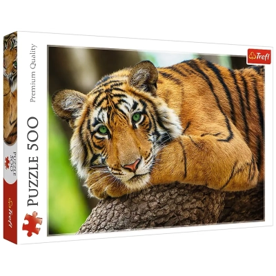 Tiger Portrait
