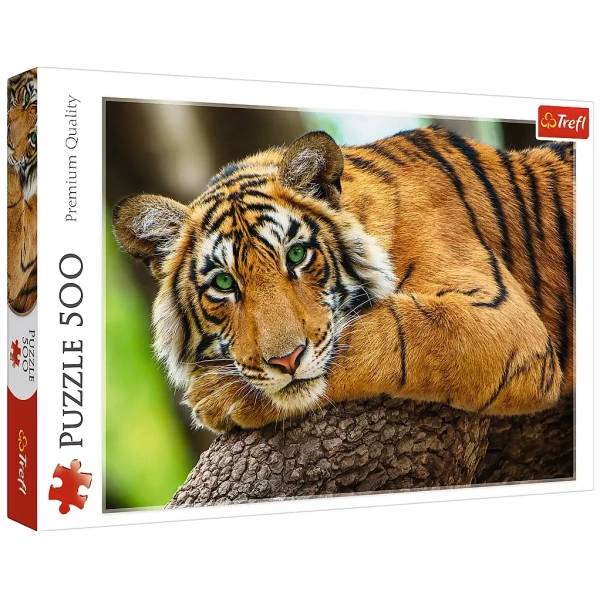 Tiger Portrait