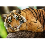 Tiger Portrait