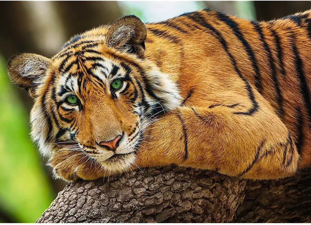 Tiger Portrait