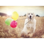 Luftballonparty