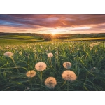 Pusteblumen im Sonnenuntergang