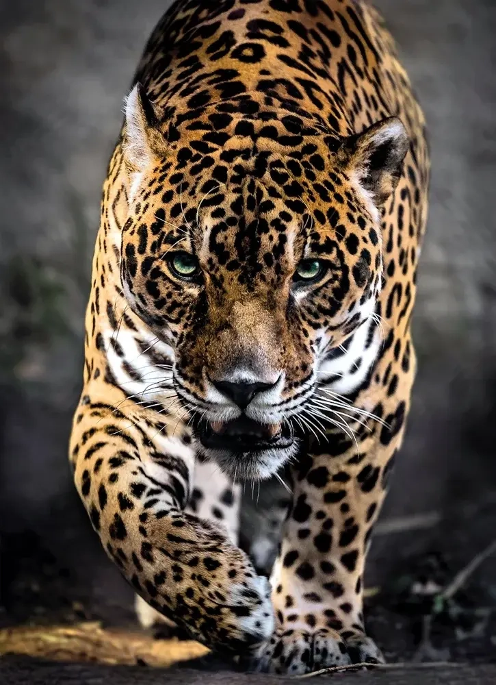 Walk of the Jaguar