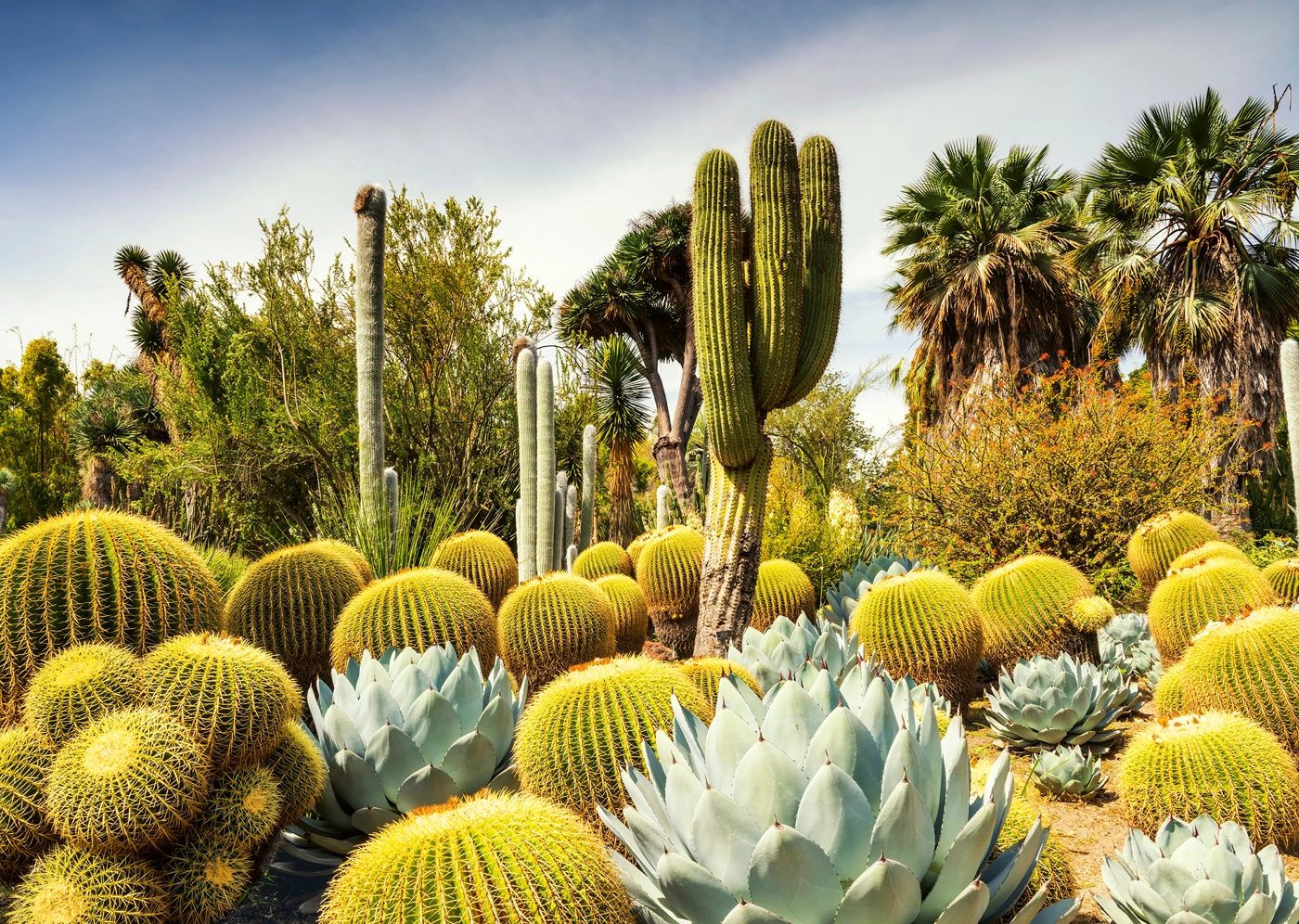 The Huntington Desert Garden - California, USA
