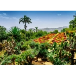 Botanical Garden - Madeira