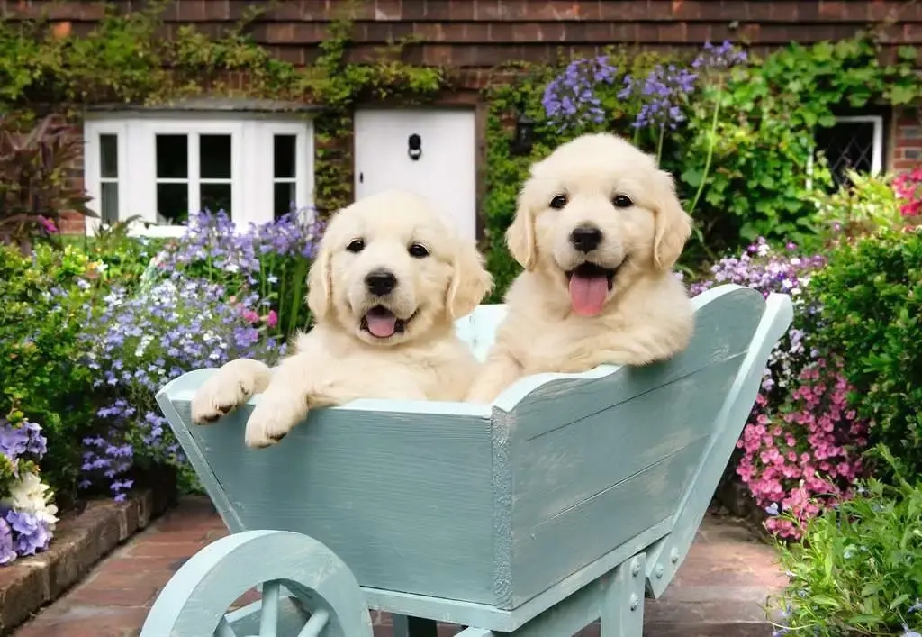 Golden Retriever