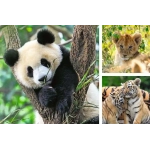 Panda, Tiger und Löwe