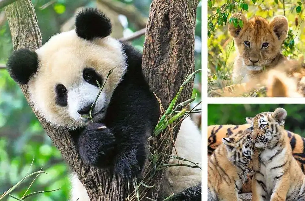 Panda, Tiger und Löwe