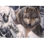 Master of the North - Denis Mayer