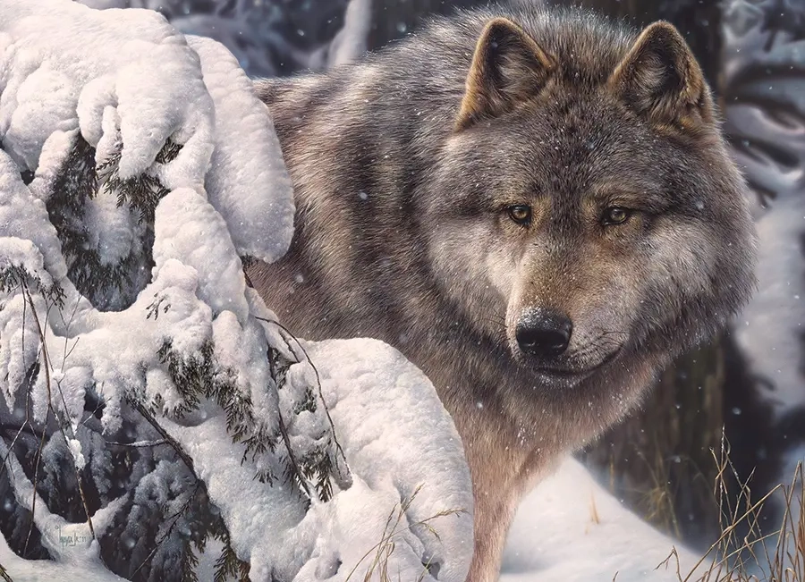 Master of the North - Denis Mayer