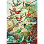 Hummingbirds - Ernst Haeckel