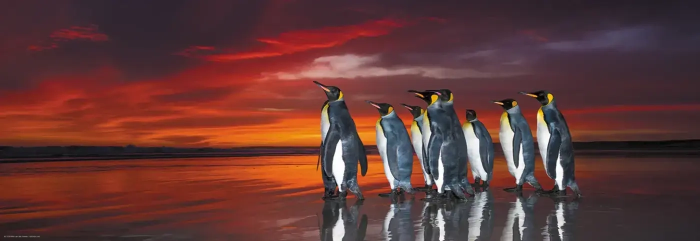 King Penguins - Falklands UK