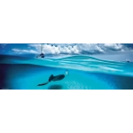 Stingray - Cayman Islands United Kingdom