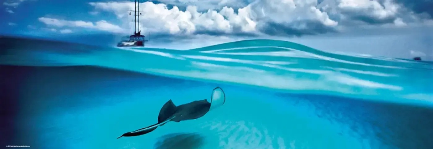 Stingray - Cayman Islands United Kingdom