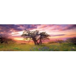 Oak Tree - Columbia Hills State Park USA