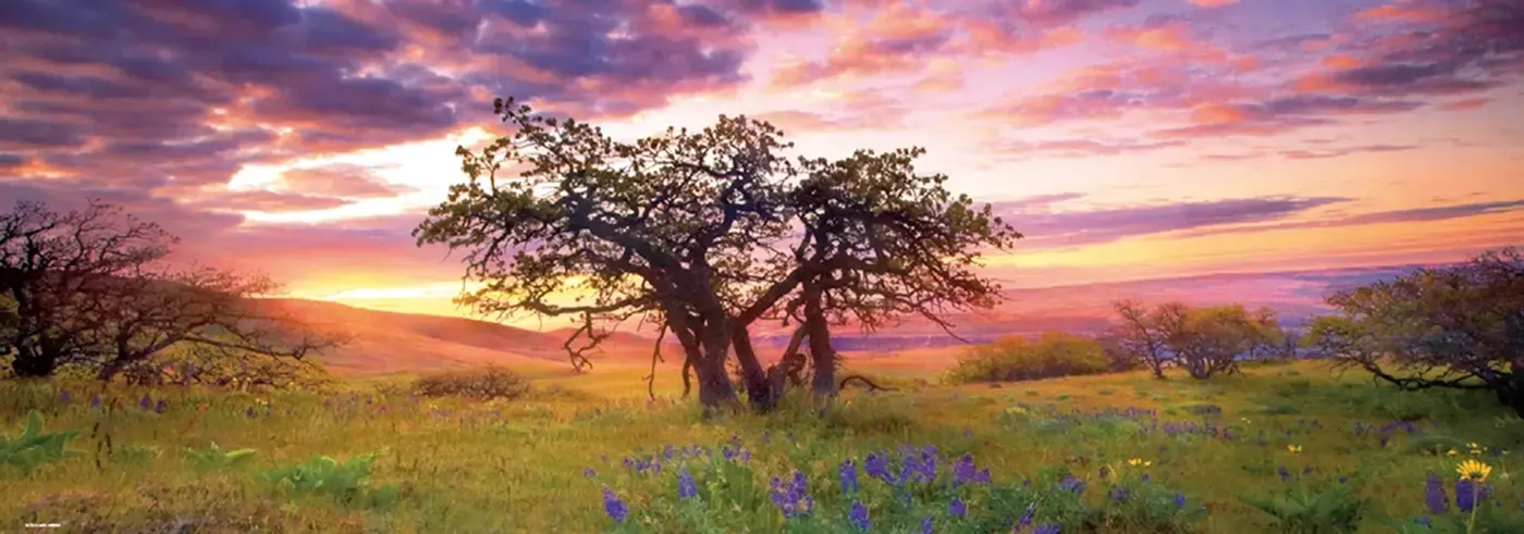 Oak Tree - Columbia Hills State Park USA