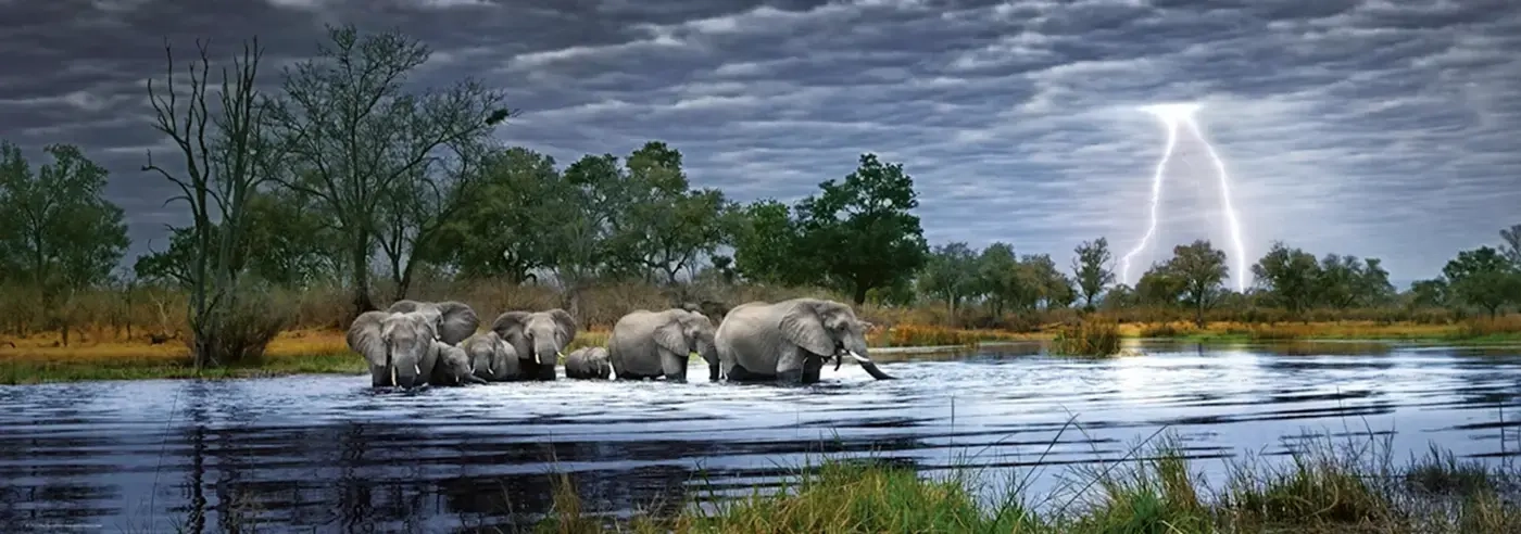 Herd of Elephants - Okavango Delta Botswana