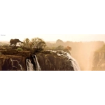 Elephant - Victoria Falls Zambia