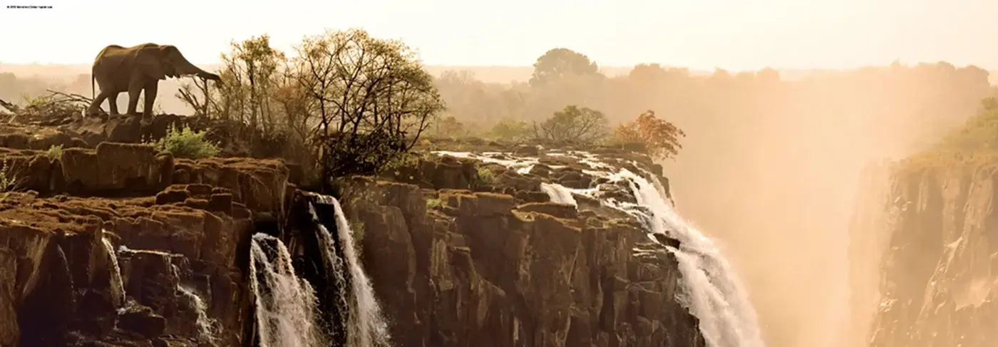 Elephant - Victoria Falls Zambia