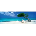 Divi Divi Tree - Aruba Netherlands Antilles