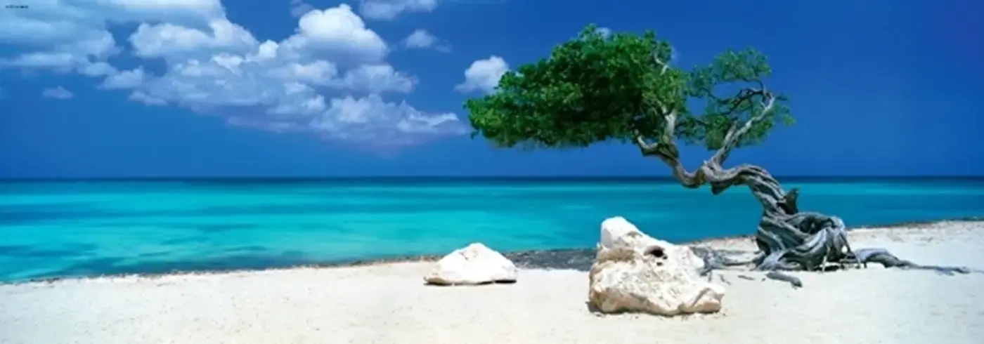 Divi Divi Tree - Aruba Netherlands Antilles