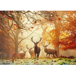 Stags - Richmond Park United Kingdom