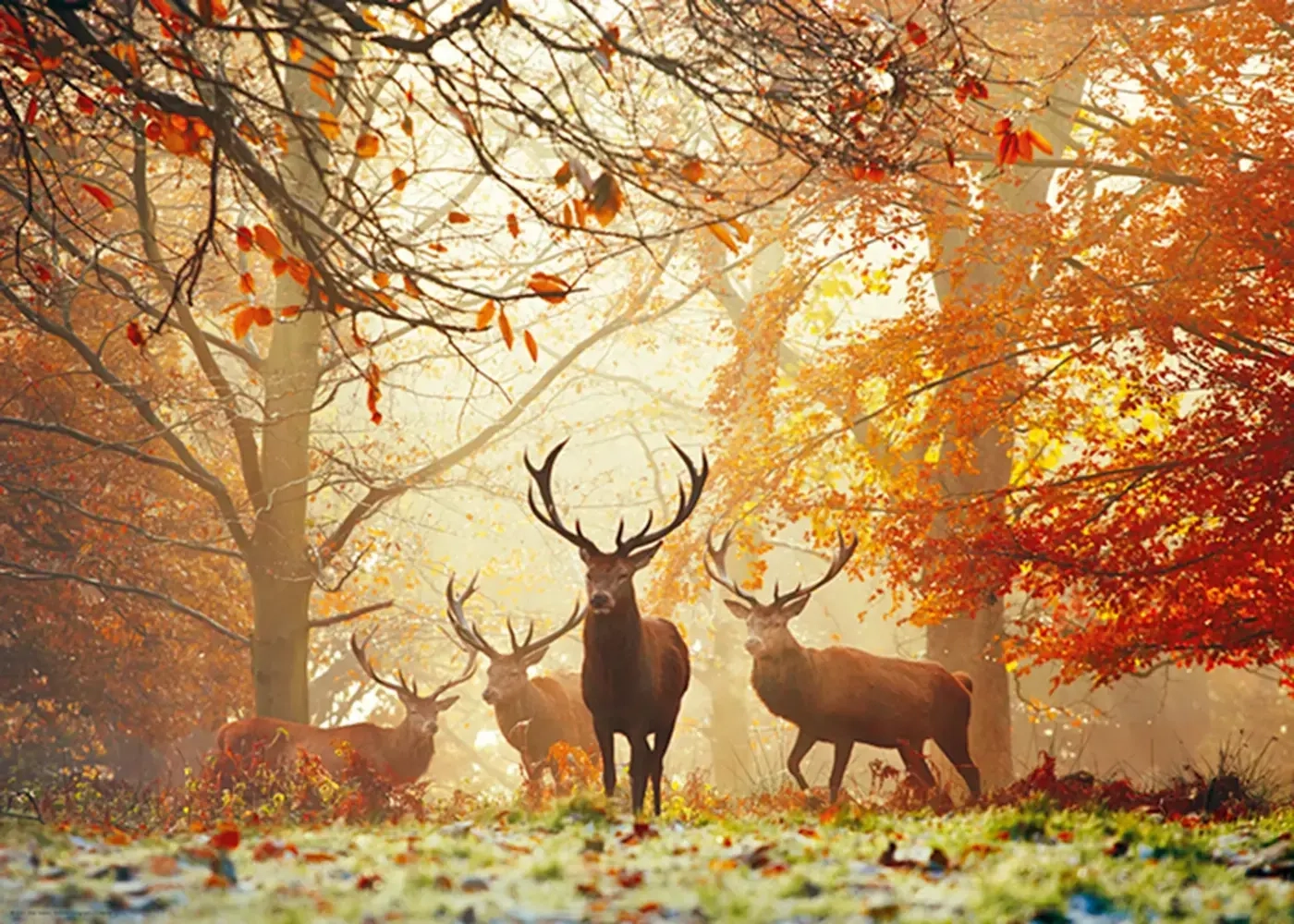Stags - Richmond Park United Kingdom
