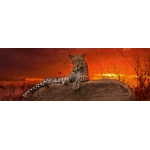 Red Dawn - Samburu National Reserve Kenya