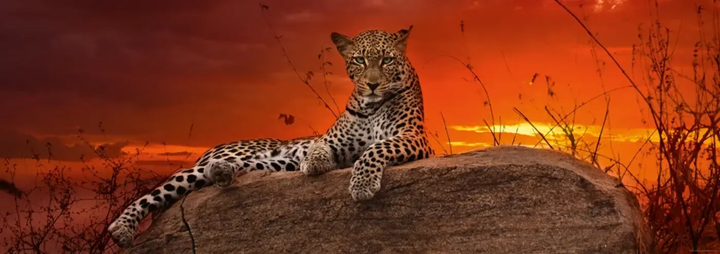 Red Dawn - Samburu National Reserve Kenya