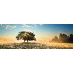 Play of Light