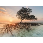 Red Mangrove - Cayos Cochinos Honduras