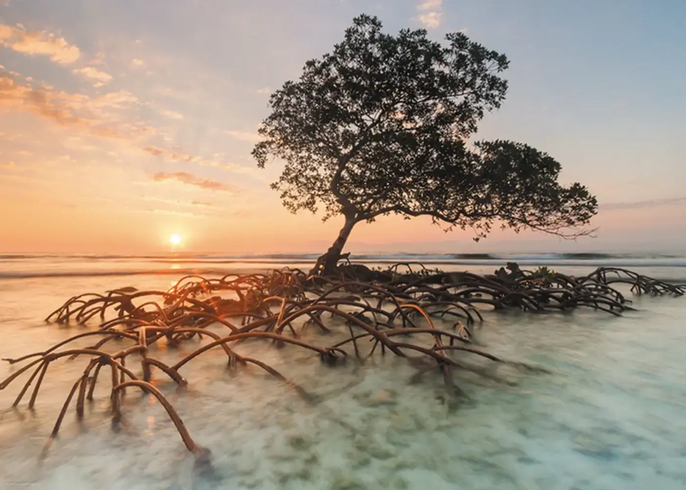 Red Mangrove - Cayos Cochinos Honduras