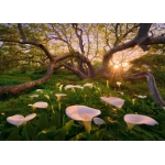 Calla Clearing - Magic Forests