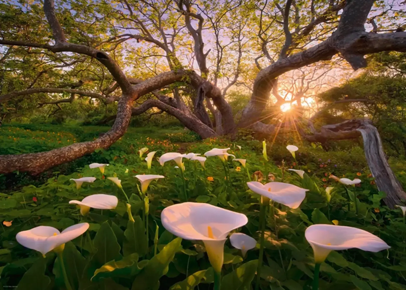 Calla Clearing - Magic Forests