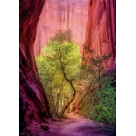 Signing Canyon - Power of Nature