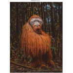 Wildtiere - 3x 1000 Teile