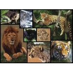 Schneeleoparden - Wilde Geschichten - WWF