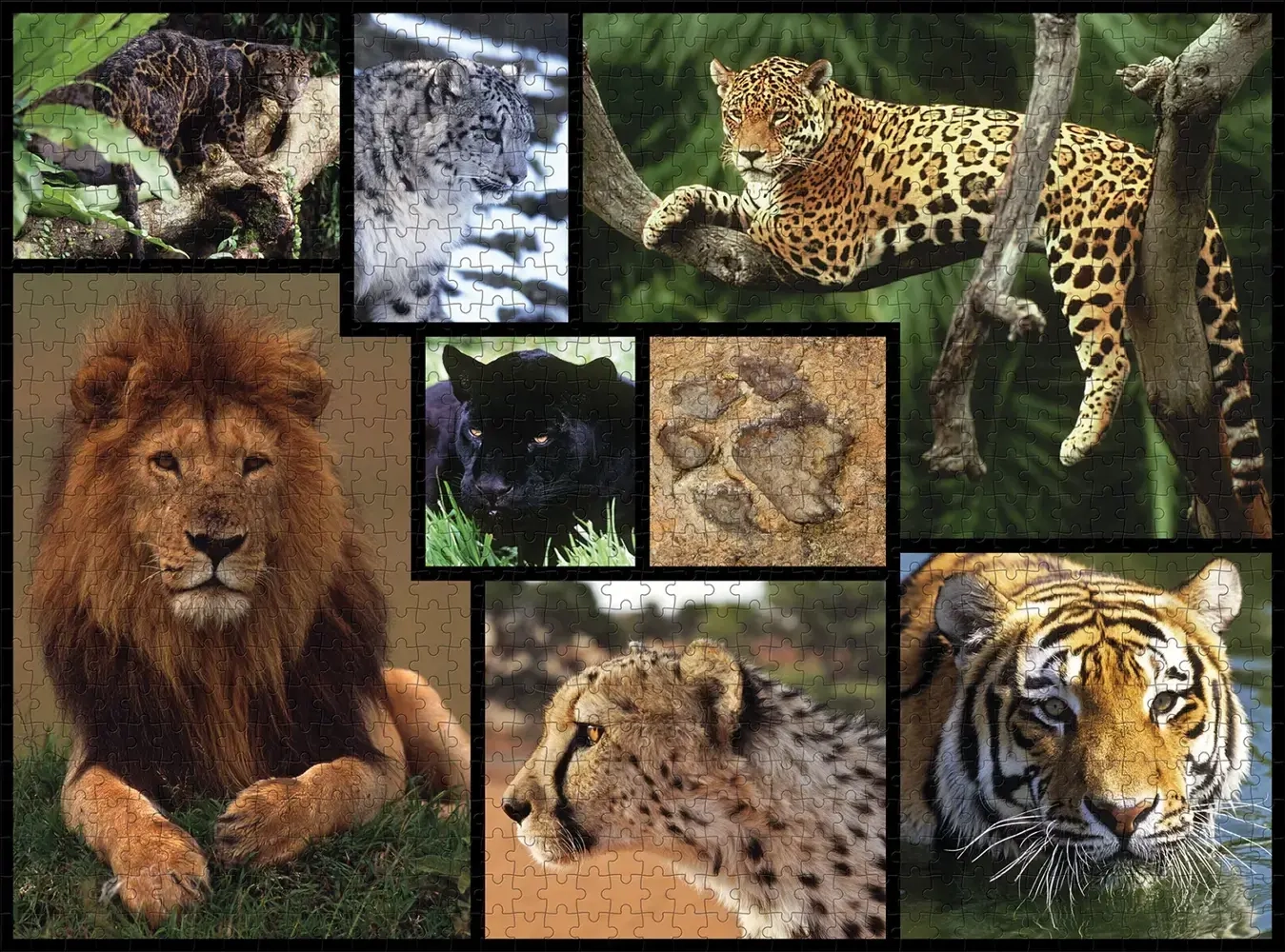 Schneeleoparden - Wilde Geschichten - WWF