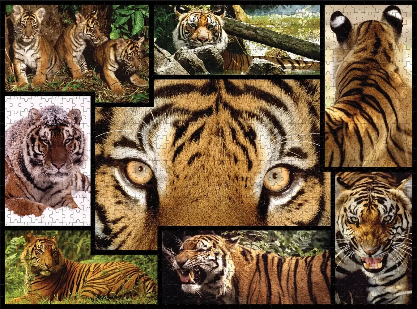 Tiger - Wilde Geschichten - WWF