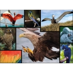 WWF präsentiert: Vögel