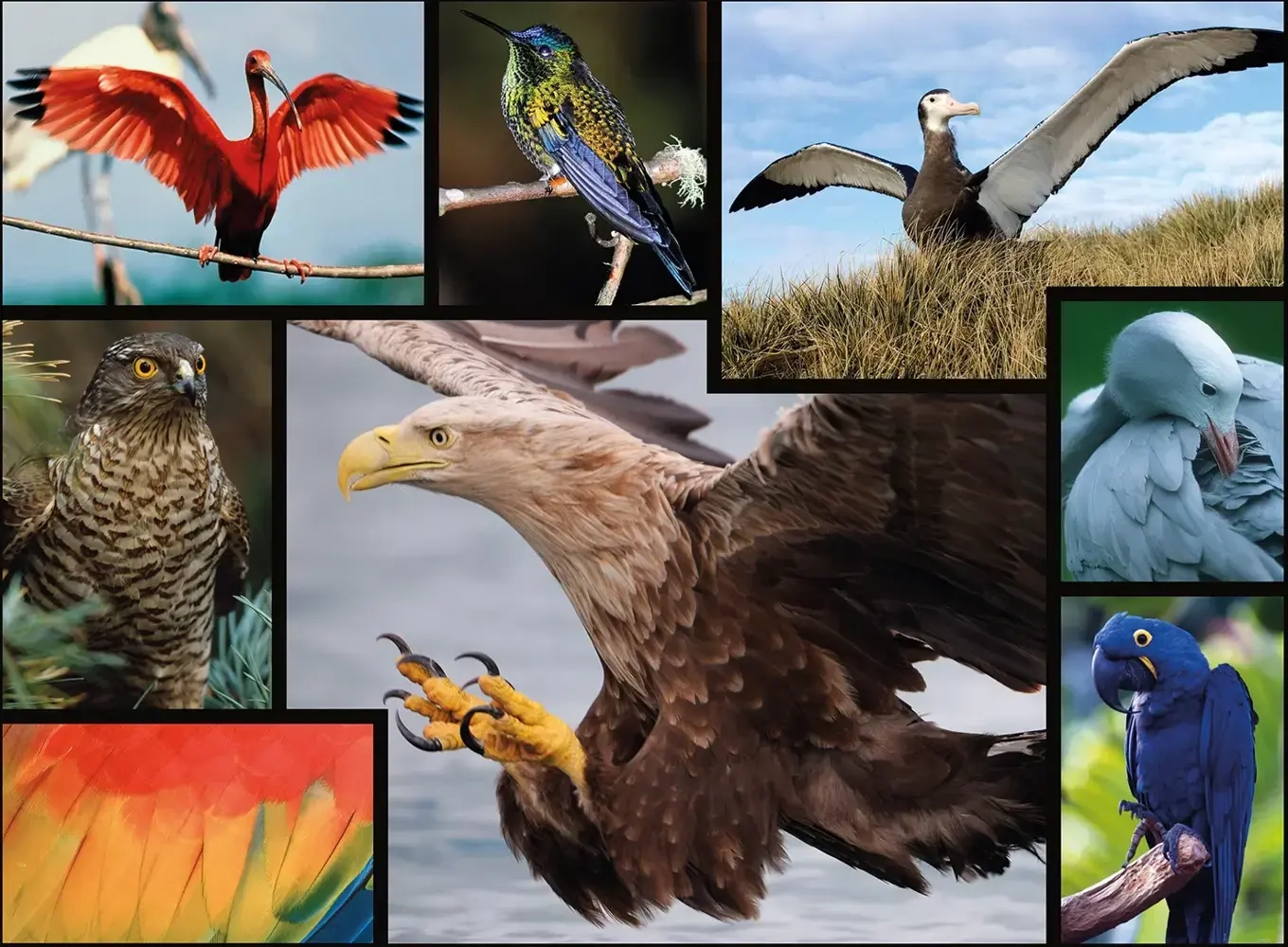 WWF präsentiert: Vögel