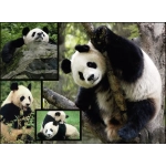Pandas - Wilde Geschichten - WWF